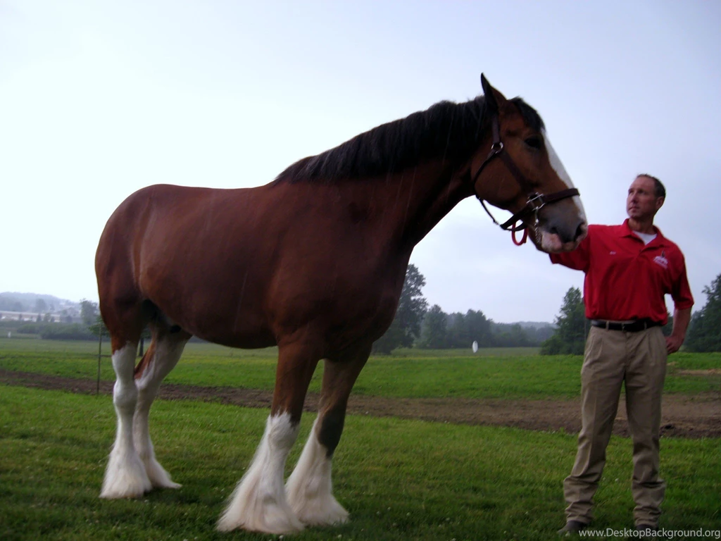 Budweiser Clydesdales Ready For Brecksville Festvities