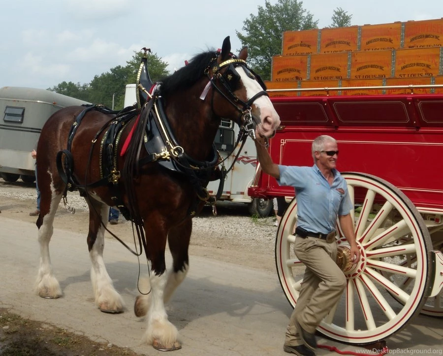 Budweiser Clydesdales II By Hiddendemon 666 On DeviantArt