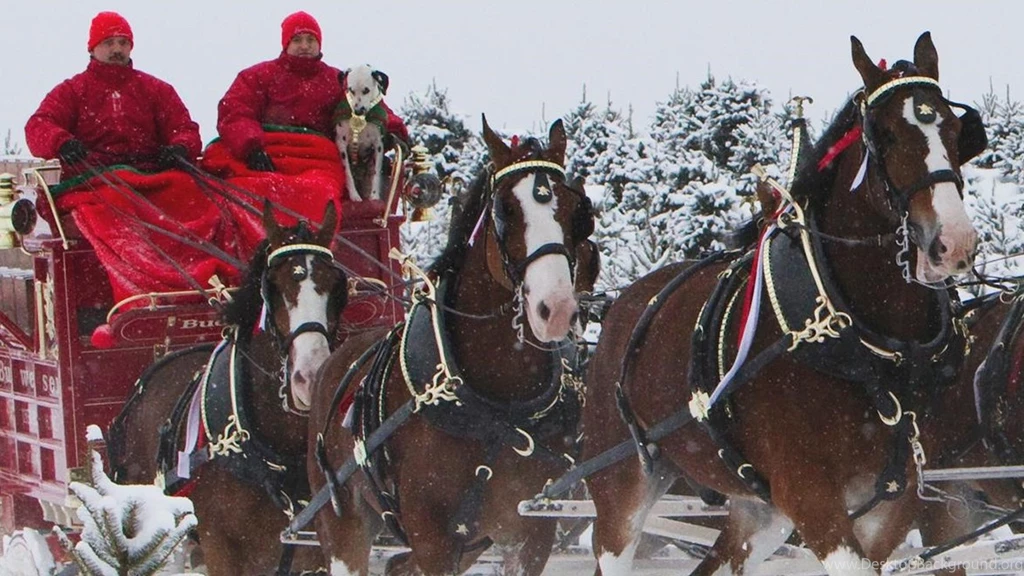 Budweiser Clydesdales Celebrate 83rd Anniversary With Anheuser ...