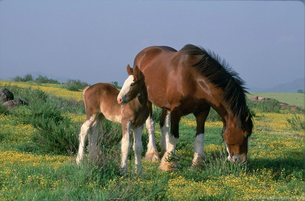 Black Clydesdale Foal