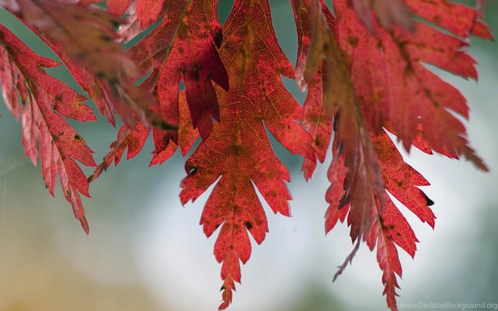 Computer Free Red Leaves Wallpapers, Desktop Backgrounds ...