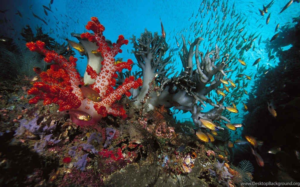 Wallpapers Star Fish Corral Algae Hd Desktop 1920x1200