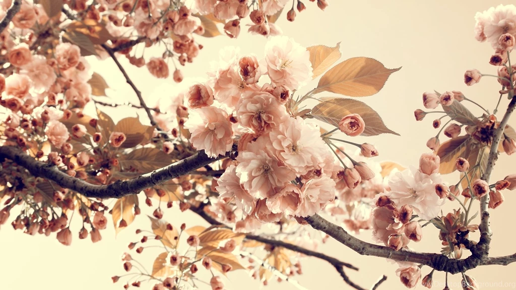 Apple Blossom Wallpapers Widescreen