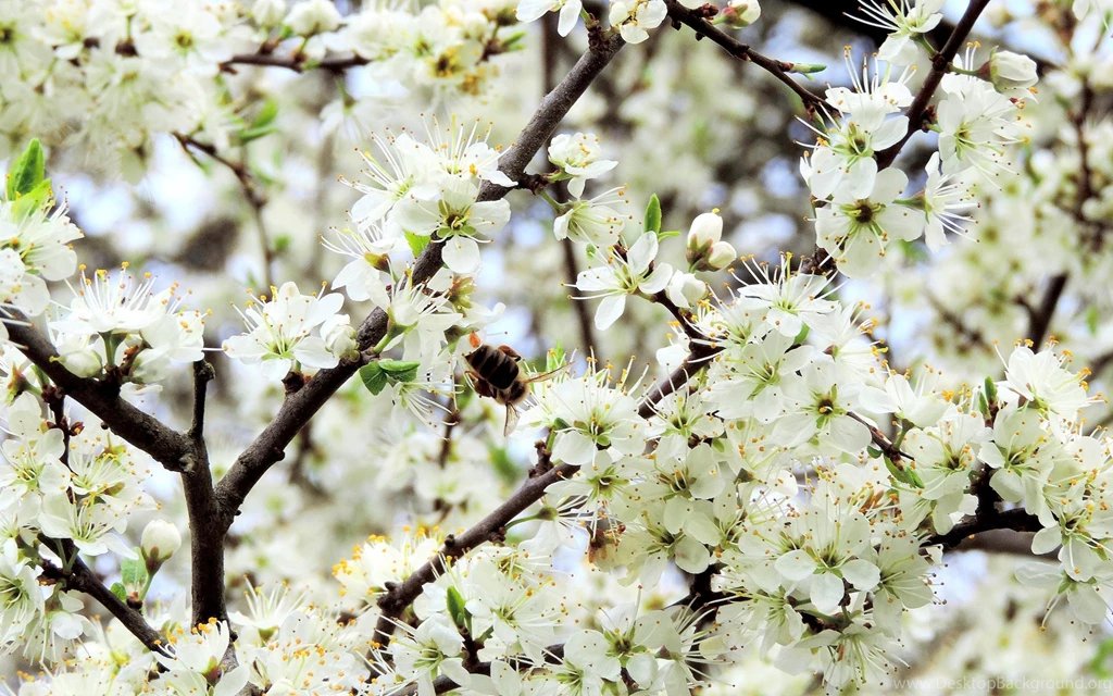 Spring Flowers Apple Blossom Blossoms Wallpapers