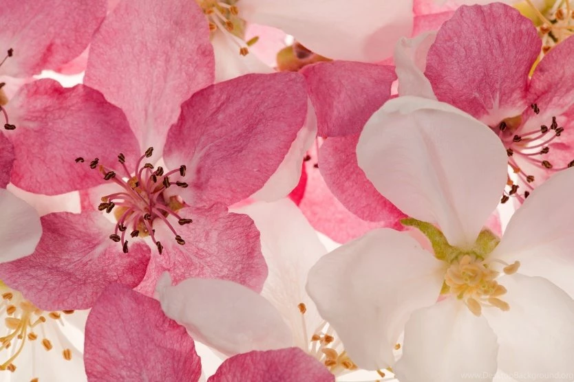Apple Blossom