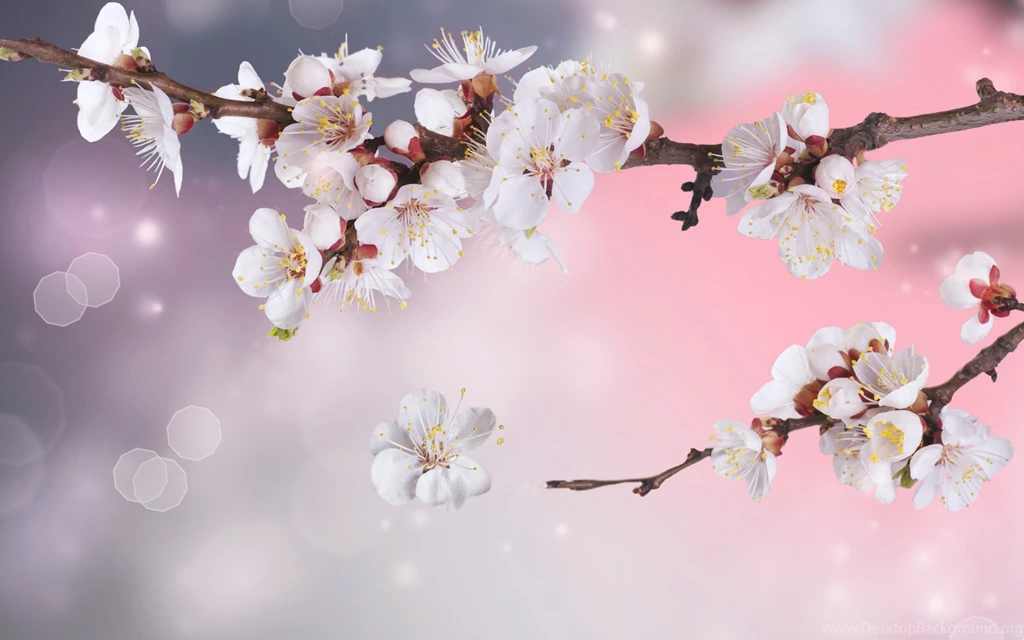 Apple Tree Flowers Branches Petals Sparkle Bokeh Blossoms ...
