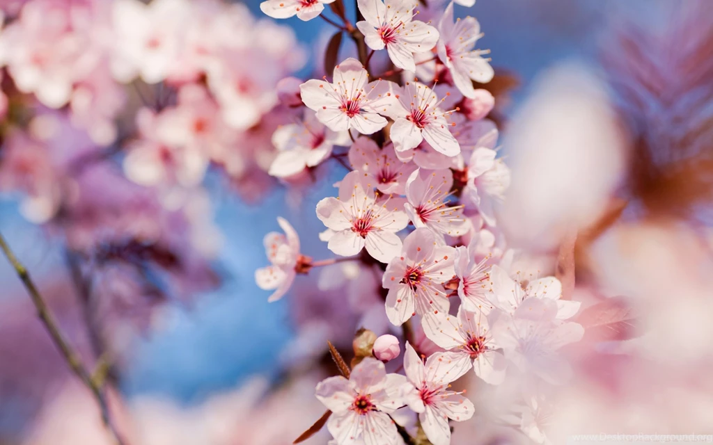 Desktop Red Apple Blossom Wallpapers