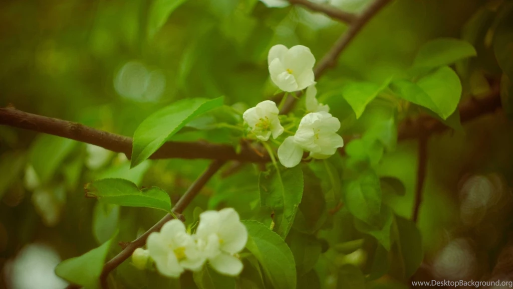 Green Apple Blossom Wallpaper, Green Backgrounds, Pictures And Images