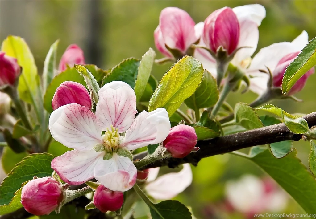 Desktop Wallpapers Apple Blossom
