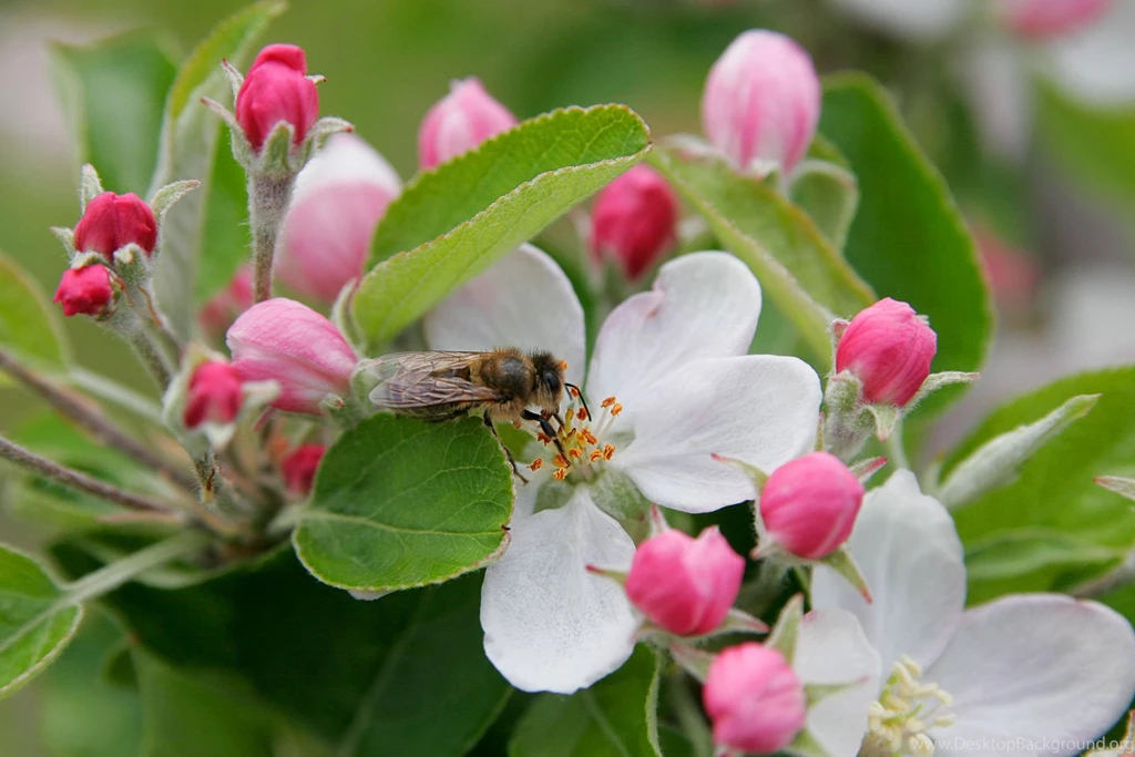 5538x3790px Custom Apple Blossom Wallpapers 5448.12 KB