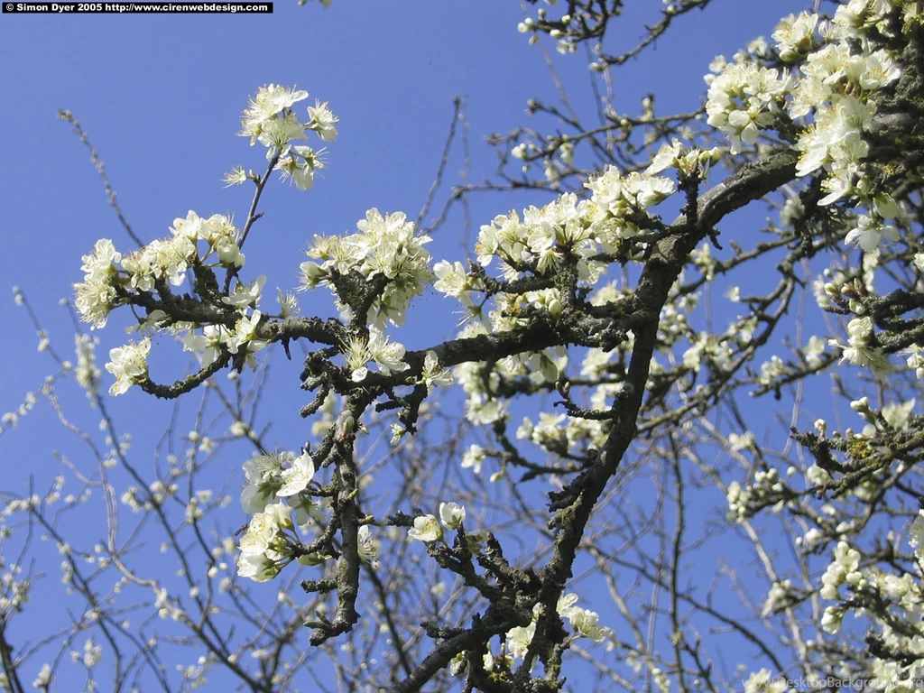 Desktop Apple Blossom Images Wallpapers