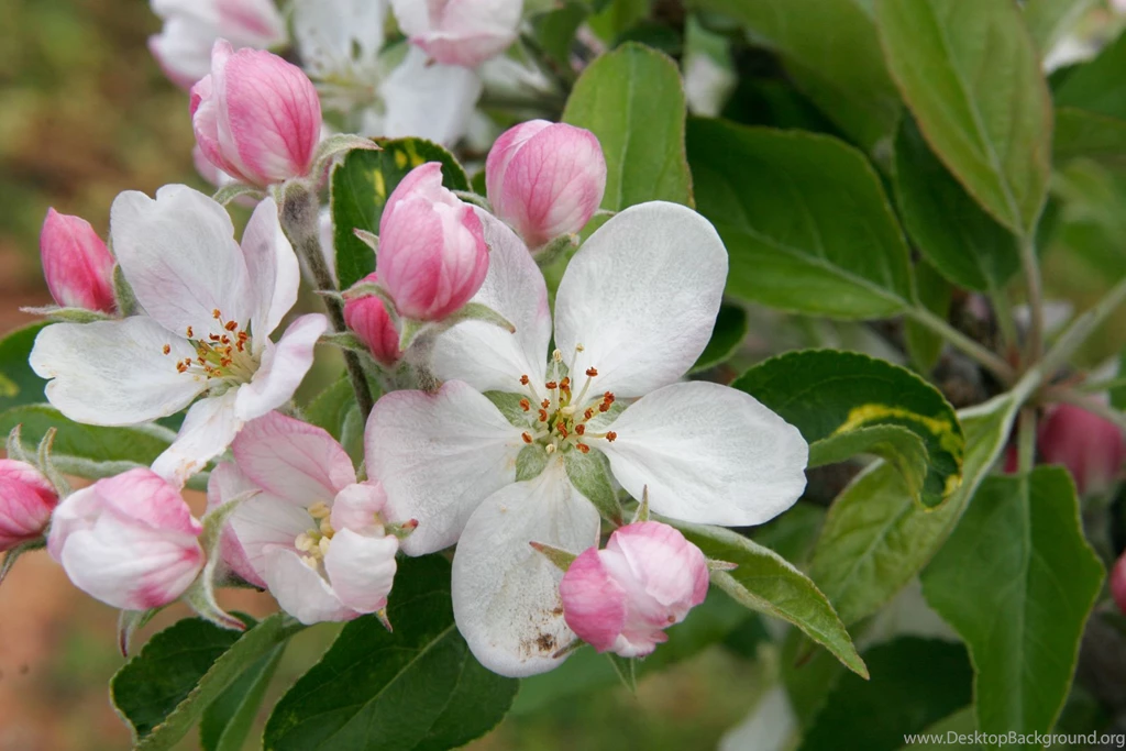 212: Apple Blossom Flower Wallpapers