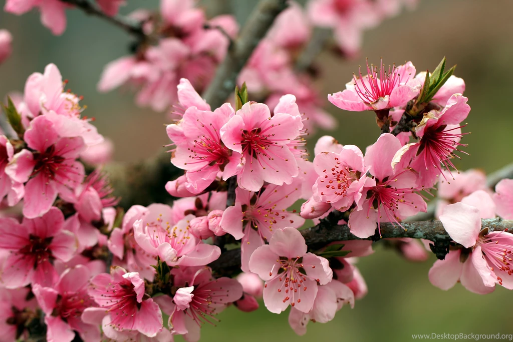 Apple Tree Bright Spring Pink Flowers Petals Blossoms Tender ...