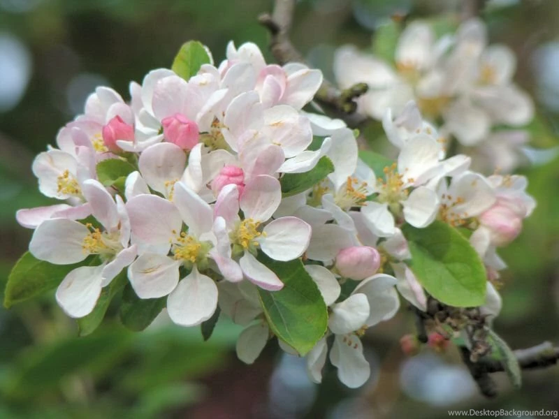 Desktop Wallpapers Apple Blossom