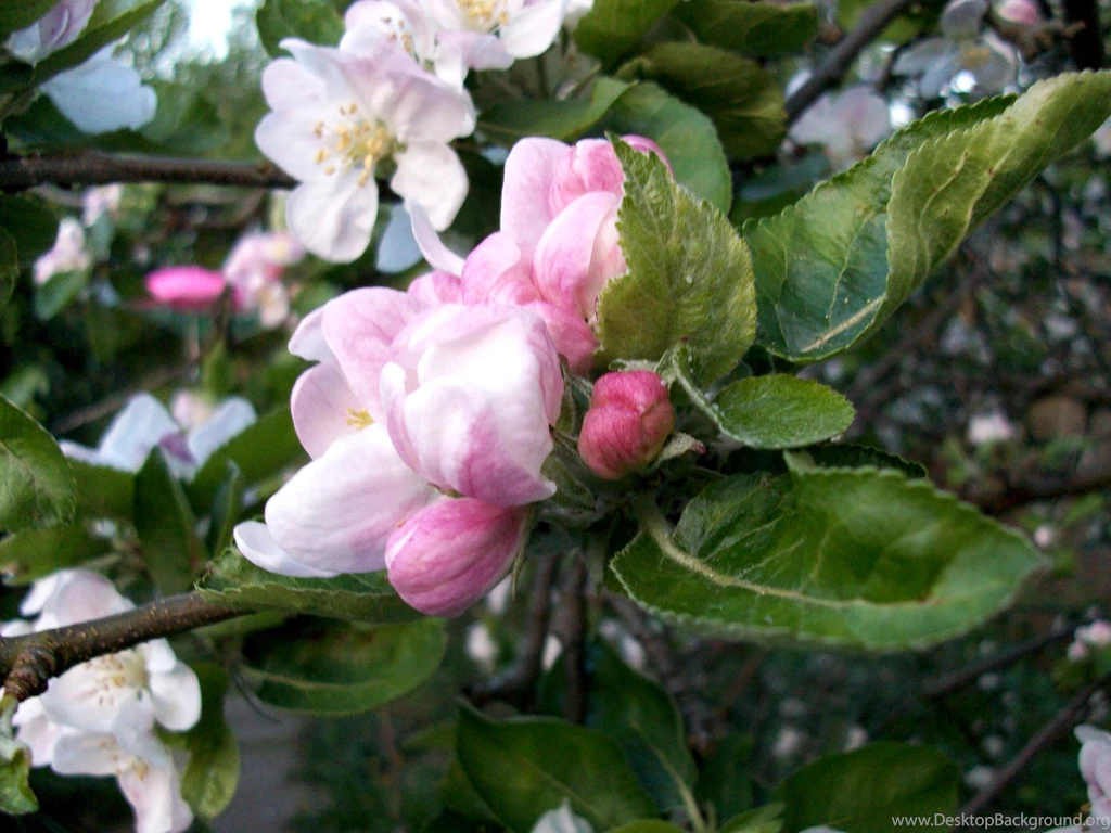 2560x1920 Apple Blossom II Desktop PC And Mac Wallpapers