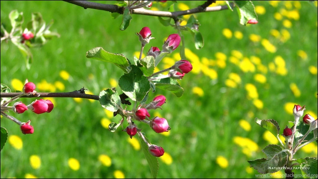 1366x768 Wallpapers Apple Tree Blossom Wallpaper Backgrounds