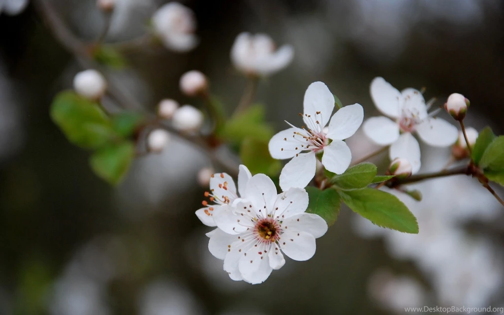 Blossom Wallpapers