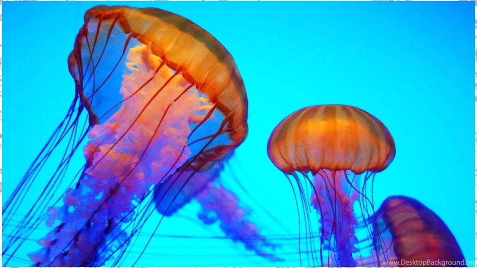 Jellyfish Wallpapers Android Apps On Google Play