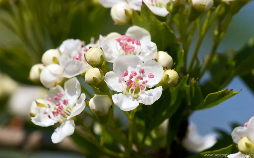 Desktop Photos Of Apple Blossoms Wallpapers