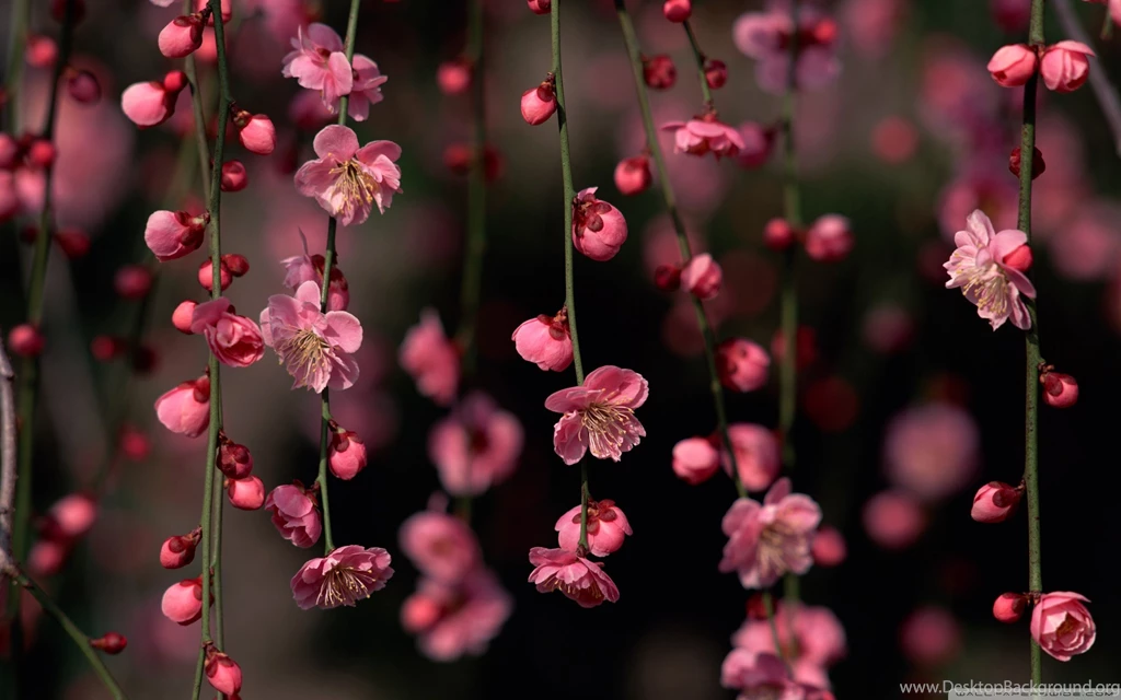 2560x1600px Blossom