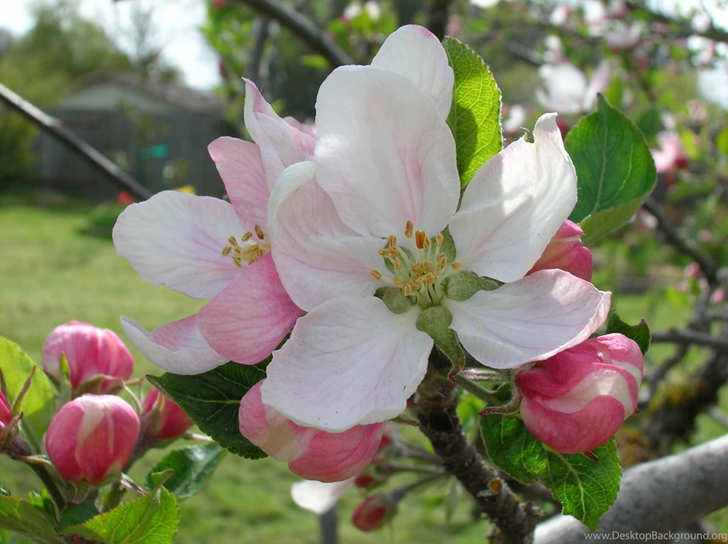 Apple Blossom Wallpapers 44472 HD Wallpapers