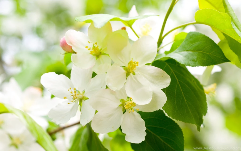 Desktop Hd Green Apple Blossom Images