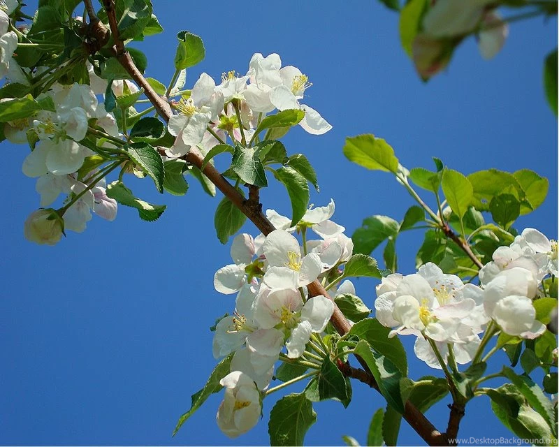 Apple Blossom Blossom AppleBlossom – Nature Flowers HD Desktop ...
