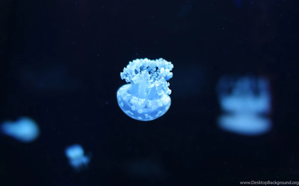 Download Free HQ Jellyfish Wallpapers Hqwallbase.pw