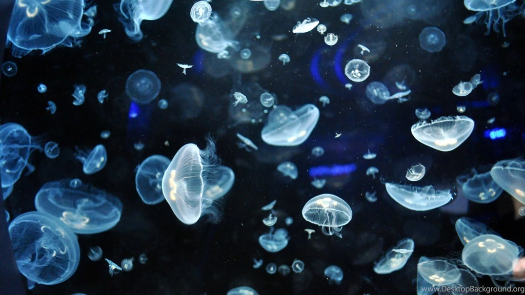 Jellyfish Luminiscence Underwater Wallpapers