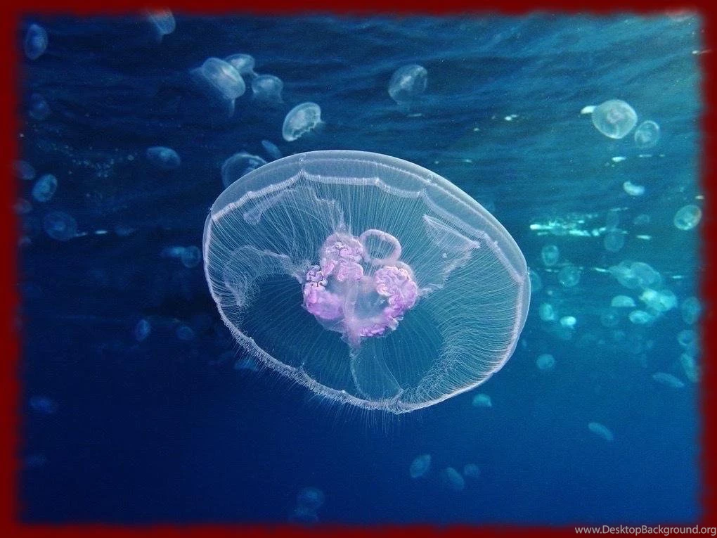 Jellyfish Wallpapers Android Apps On Google Play