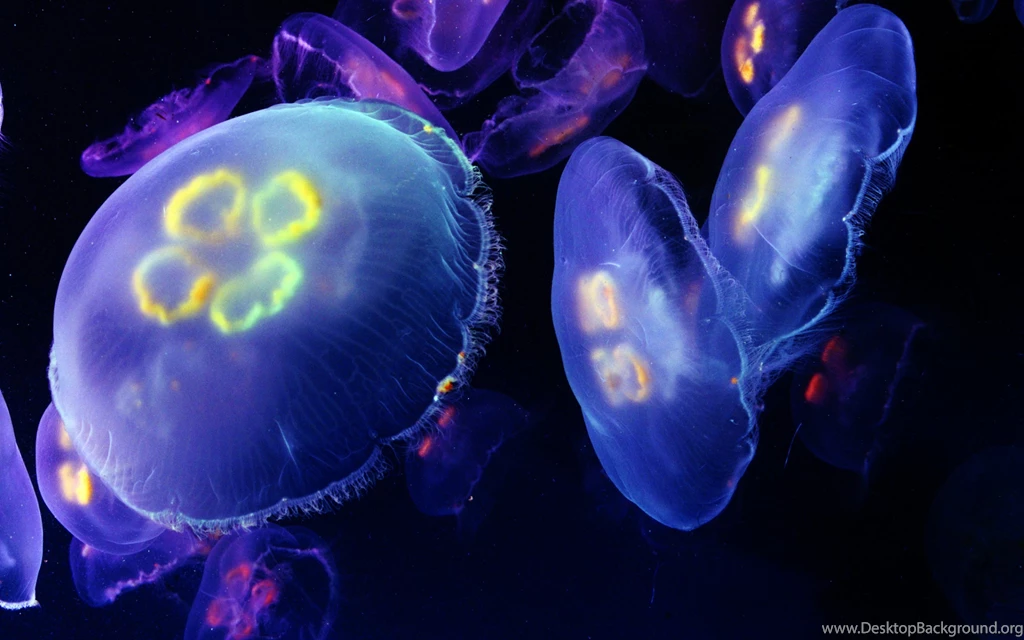 Jellyfish Wallpapers, Jellyfish Desktop Wallpapers