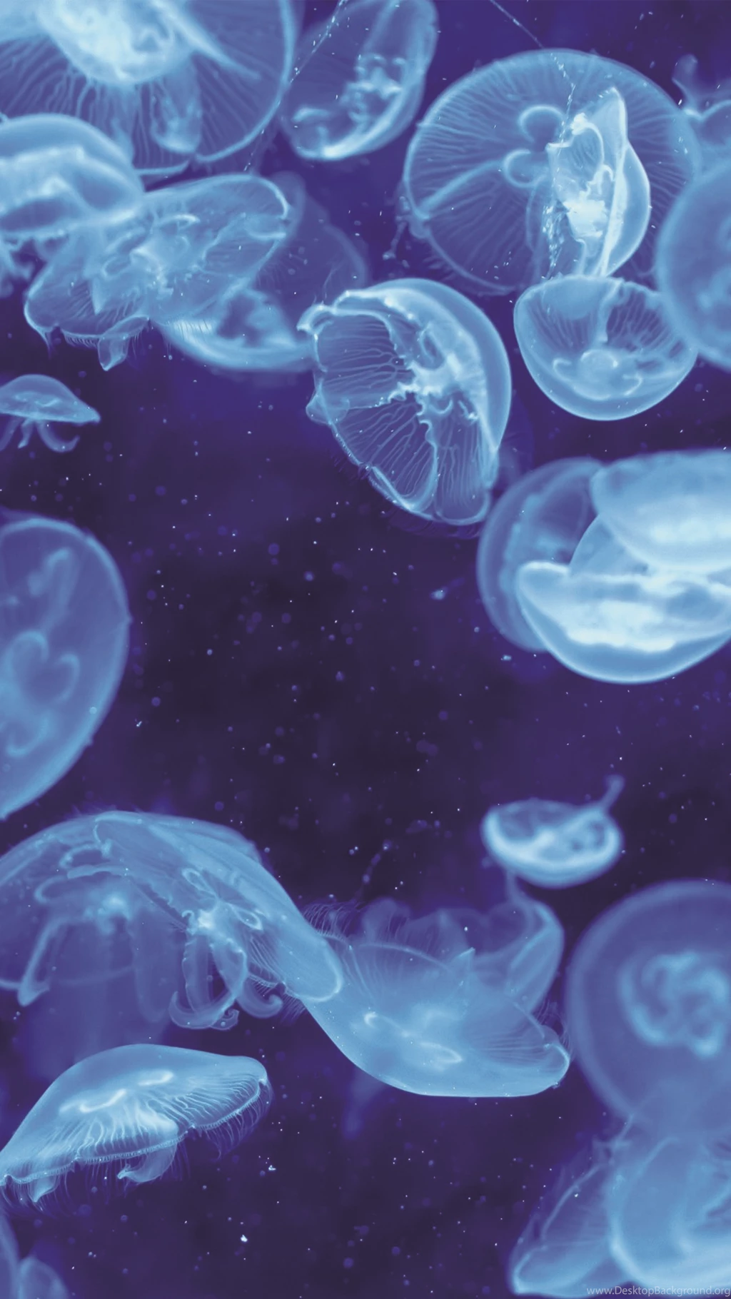 Blue Jellyfish Bioluminescence iPhone 6 Plus HD Wallpapers / IPod ...