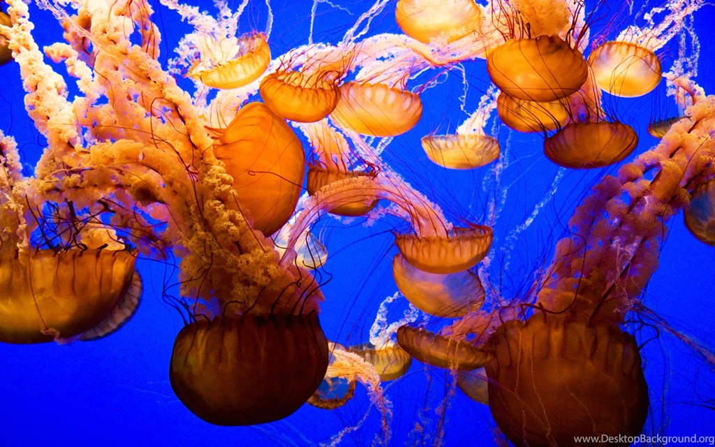 Jellyfish Computer Wallpapers, Desktop Backgrounds