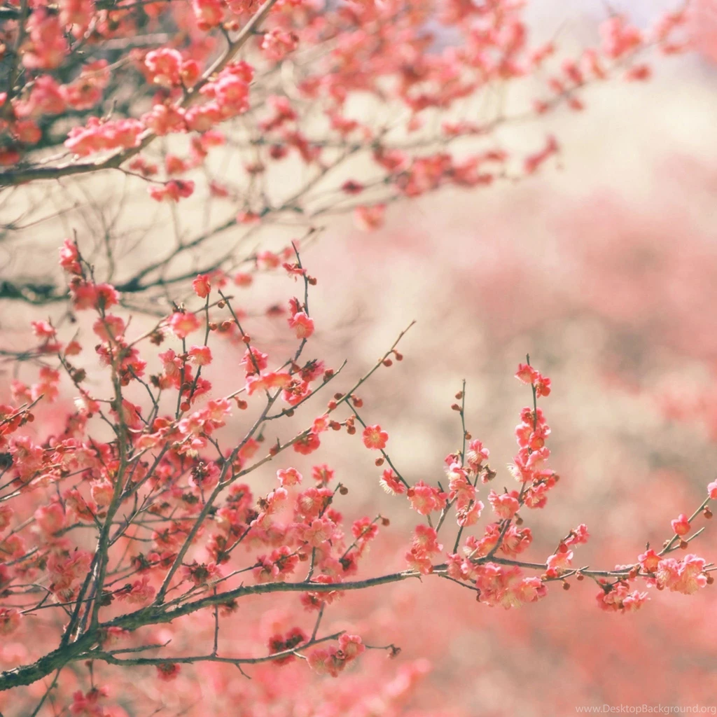 Free IOS 7 Wallpapers Nature