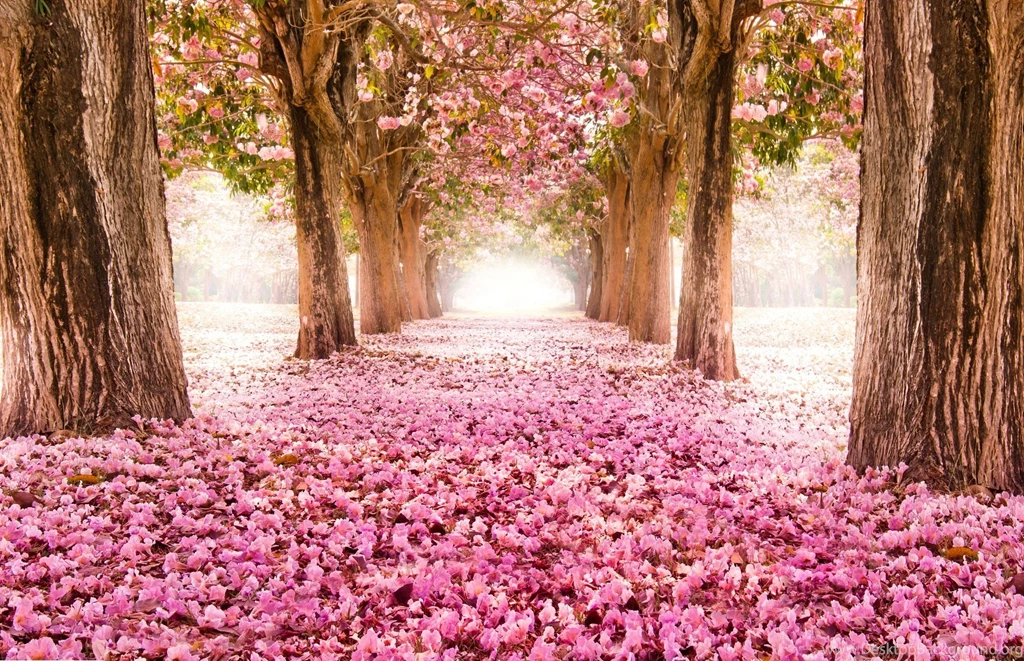 Park Alley Road Sakura Bloom Tree Flower Pink Nature HD Wallpapers