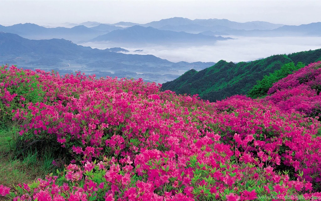 Pink Wildflowers Nature Desktop Wallpapers   1920x1200 Wallpapers ...