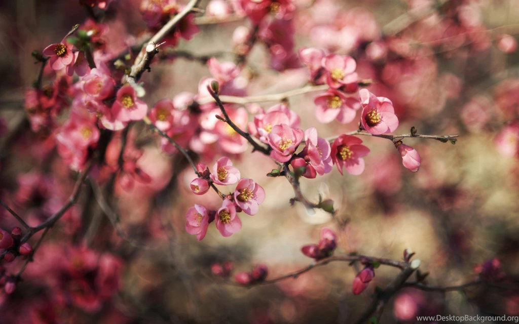 Branches Spring Flowers Pink Nature Hd Wallpapers Wallpapers