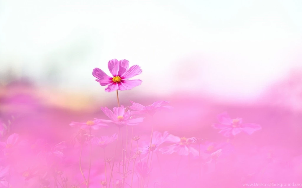 Nature, Pink Flowers HD Wallpapers