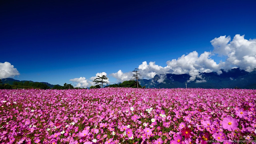 Pink Flowers And Cloudy Sky Nature HD Wallpapers Nature Wallpapers HD
