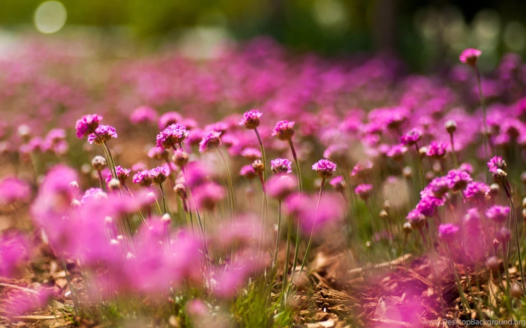 Flowers Macro Pink Field Nature