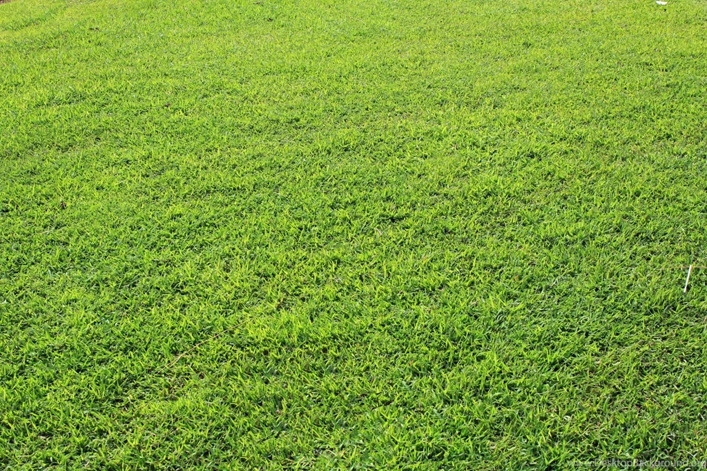 Grass Backgrounds Free Stock Photo HD Public Domain Pictures