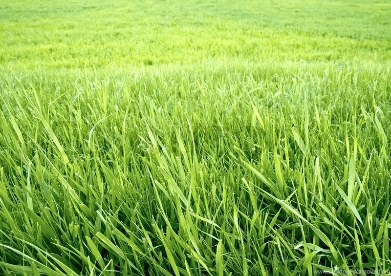 Green Grass Background. The Wallpapers Stock Photo