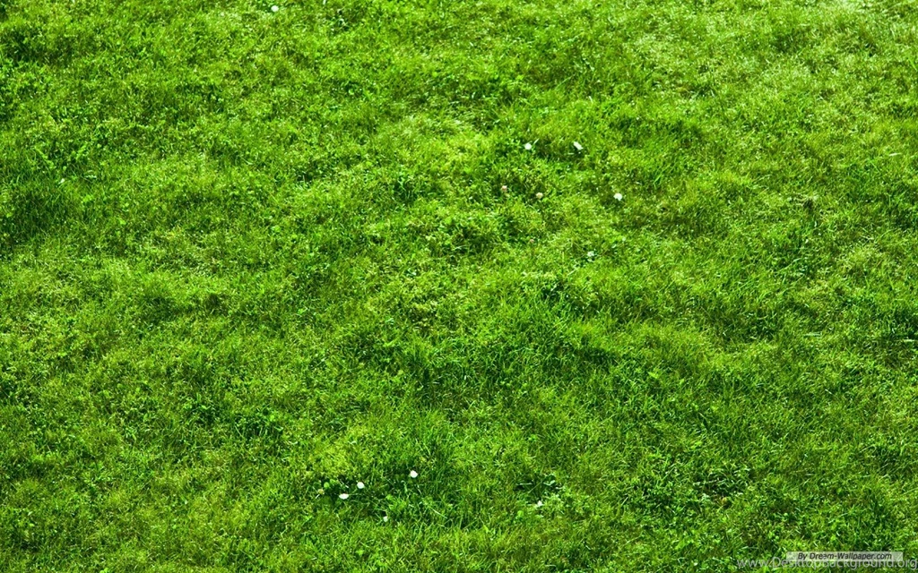 Green Grass Backgrounds Wallpapers 1920X1080
