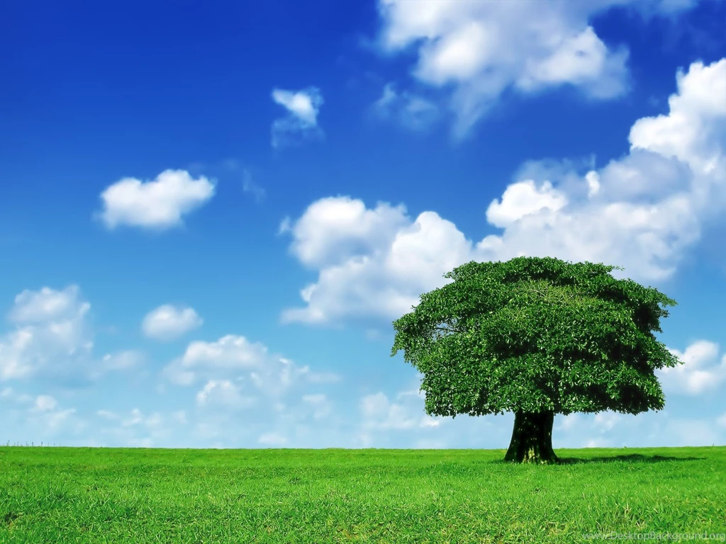 Grass Backgrounds
