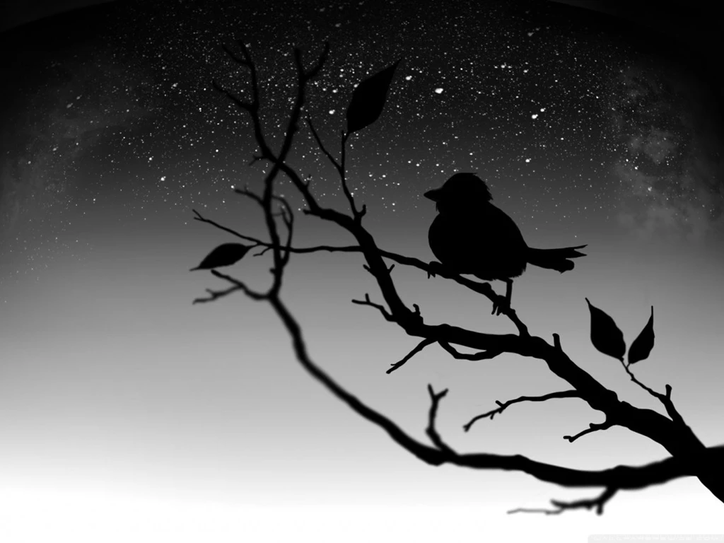 Black Bird HD Desktop Wallpapers : Widescreen : High Definition ...