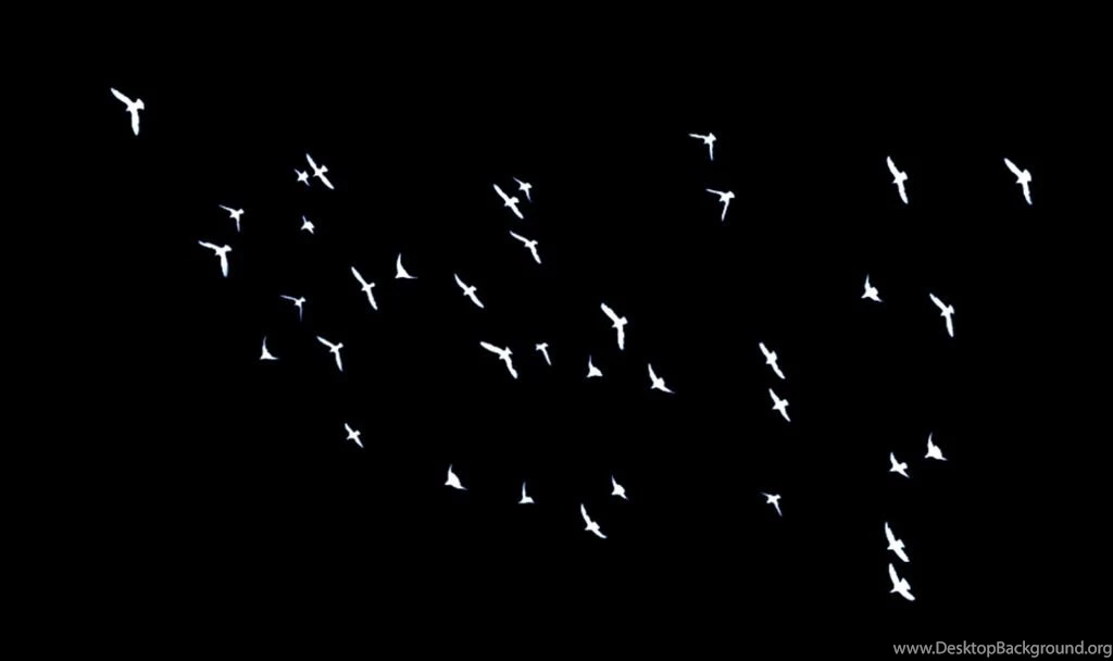 Black And White Backgrounds Birds