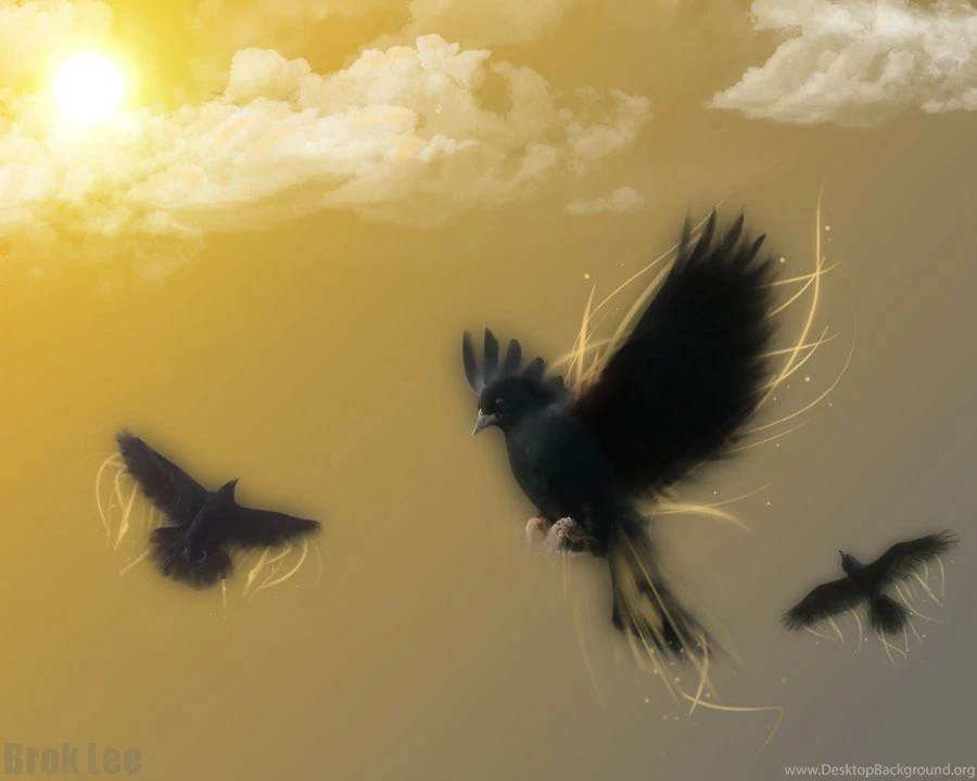 Blackbird Wallpapers By BrokLee On DeviantArt