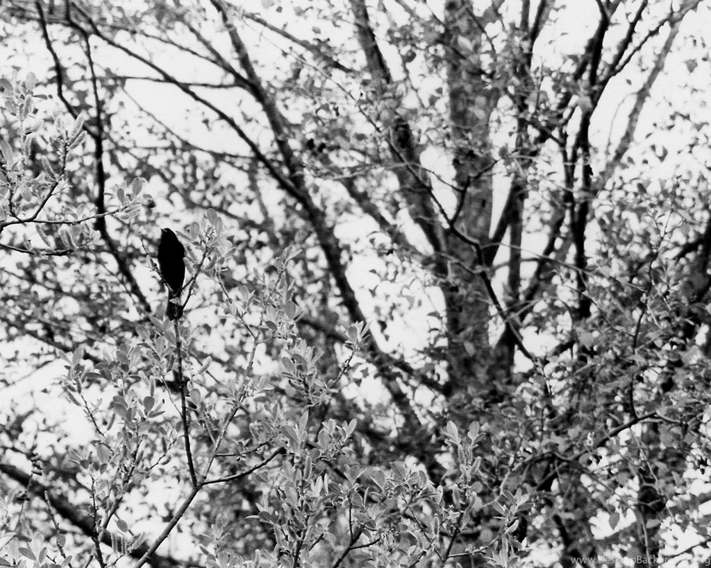Black Bird Wallpaper 2