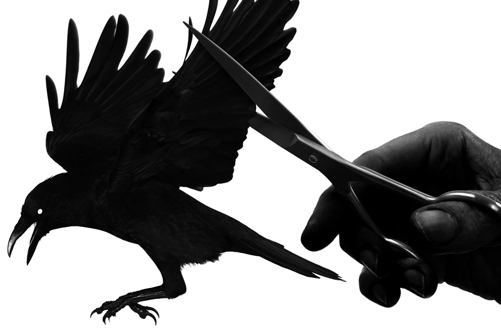 Raven, Hand, Black, Bird, Wings >> HD Wallpaper, Get It Now!