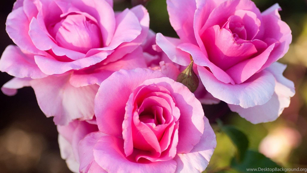 Flower Best Wallpapers 2013